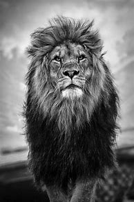 Image result for Black Lion Wallpaper iPhone