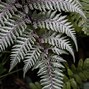 Image result for Canary Wharf Roof Garden