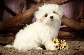 Image result for Adorable Maltese