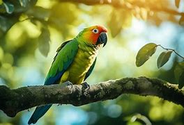 Image result for Sunrise Toucan