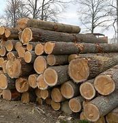 Image result for Pine Wood Lumber