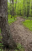 Image result for Fall Wood Path Dirt