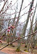 Image result for Identify Peach Tree Buds