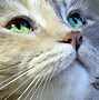 Image result for Cat Eye Problems