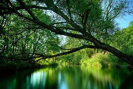 Image result for Royalty Free Desktop Wallpaper