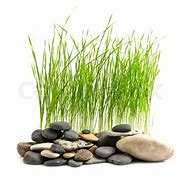 Image result for Stone Steos in Grass