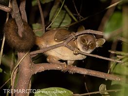 Image result for Dwarf Galago