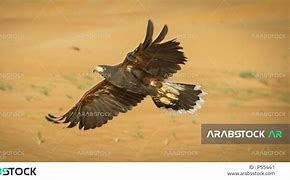 Image result for Desert Eagle Bird