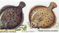 Image result for Flatfish Species