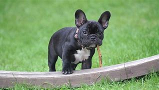 Image result for Baby Black Bulldog