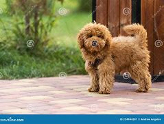 Image result for Adorable Maltese