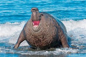 Image result for Fat Round Seal