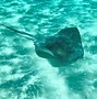 Image result for Water Skate