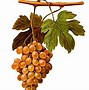 Image result for Sherry Red Wine