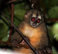 Image result for Panamanian Night Monkey