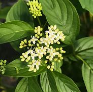 Image result for Cornus Arctic Fire