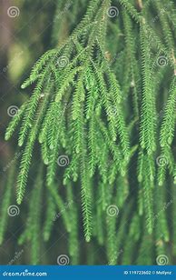 Image result for Rimu Tree Leaves