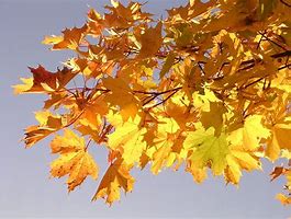 Image result for Maple Leaf