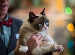 Image result for Grumpy Cat Full Body