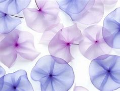 Image result for Flowerr Petal Pattern