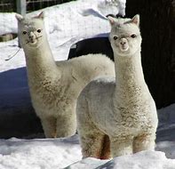 Image result for Cute Fluffy Baby Alpacas