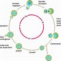 Image result for Dry Saccharomyces Cerevisiae