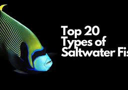 Image result for Pink Saltwater Fish