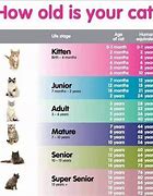 Image result for Age of Kittens