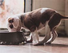 Image result for Puppy Eating Food