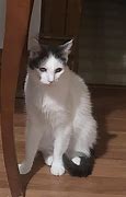 Image result for Goblin Cat Breed