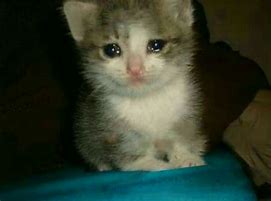 Image result for Sad Cat Crazy