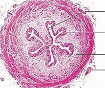 Image result for Ureter Histology Slides Labeled