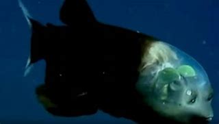 Image result for The Bottom of the Mariana Trench