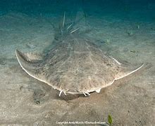 Image result for Angel Shark Species