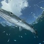 Image result for Barracuda Eating