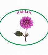 Image result for Pink Pop Dahlia