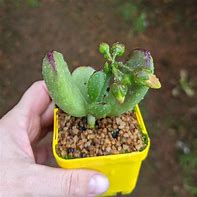 Image result for Cotyledon Campanulata