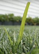 Image result for Nutsedge vs Crabgrass