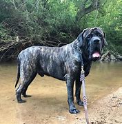 Image result for Grate Mastiff