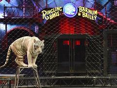 Image result for Ringling Bros. Circus