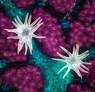 Image result for Microscopic Photography