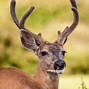 Image result for reindeer and caribou migration