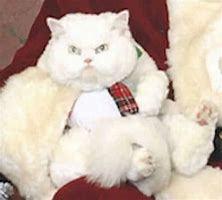 Image result for Animal Christmas Funny Cats