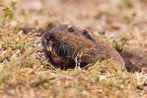 Image result for Breads of Gopher