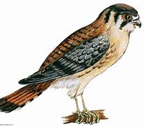 Image result for Kestrel Back On