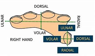 Image result for Volar and Dorsal Hand