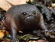 Image result for Flat Brown Frog