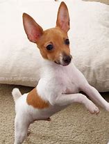 Image result for Fox Terrier X Chihuahua