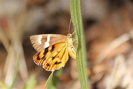 Image result for Sun Moth