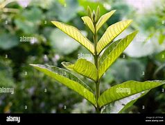 Image result for Guava Tree Leaves